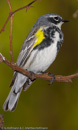 Warbler - 